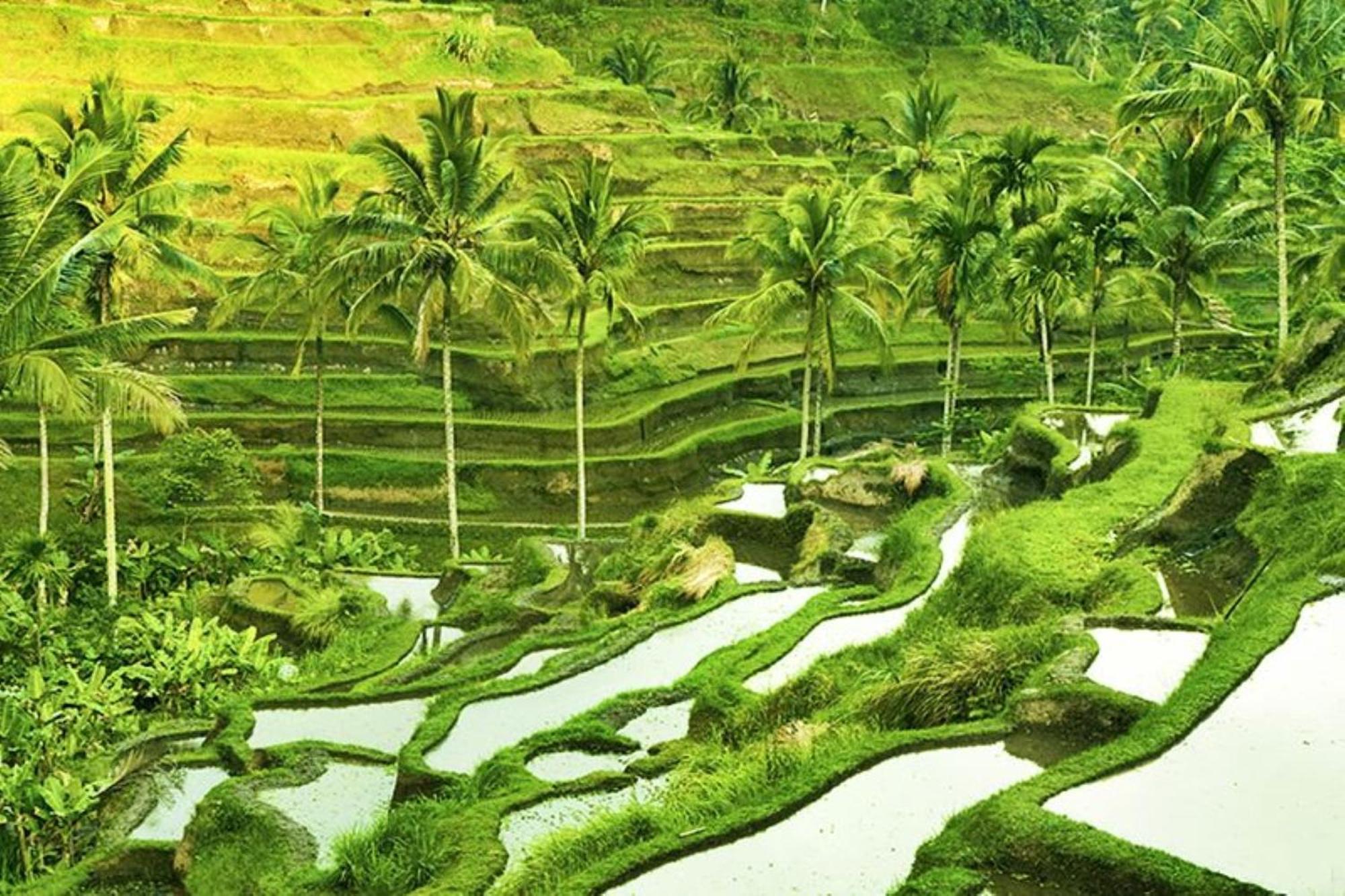 Asvara Villa Ubud By Ini Vie Hospitality Eksteriør billede